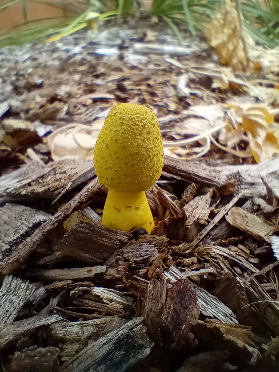 Serkan Ogdum tweet media