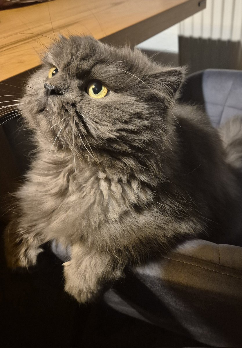 Guten Morgen ihr Lieben,  ich und Katerchen wünschen euch einen guten Start in den Freitag 😀🍀🫶☕️.