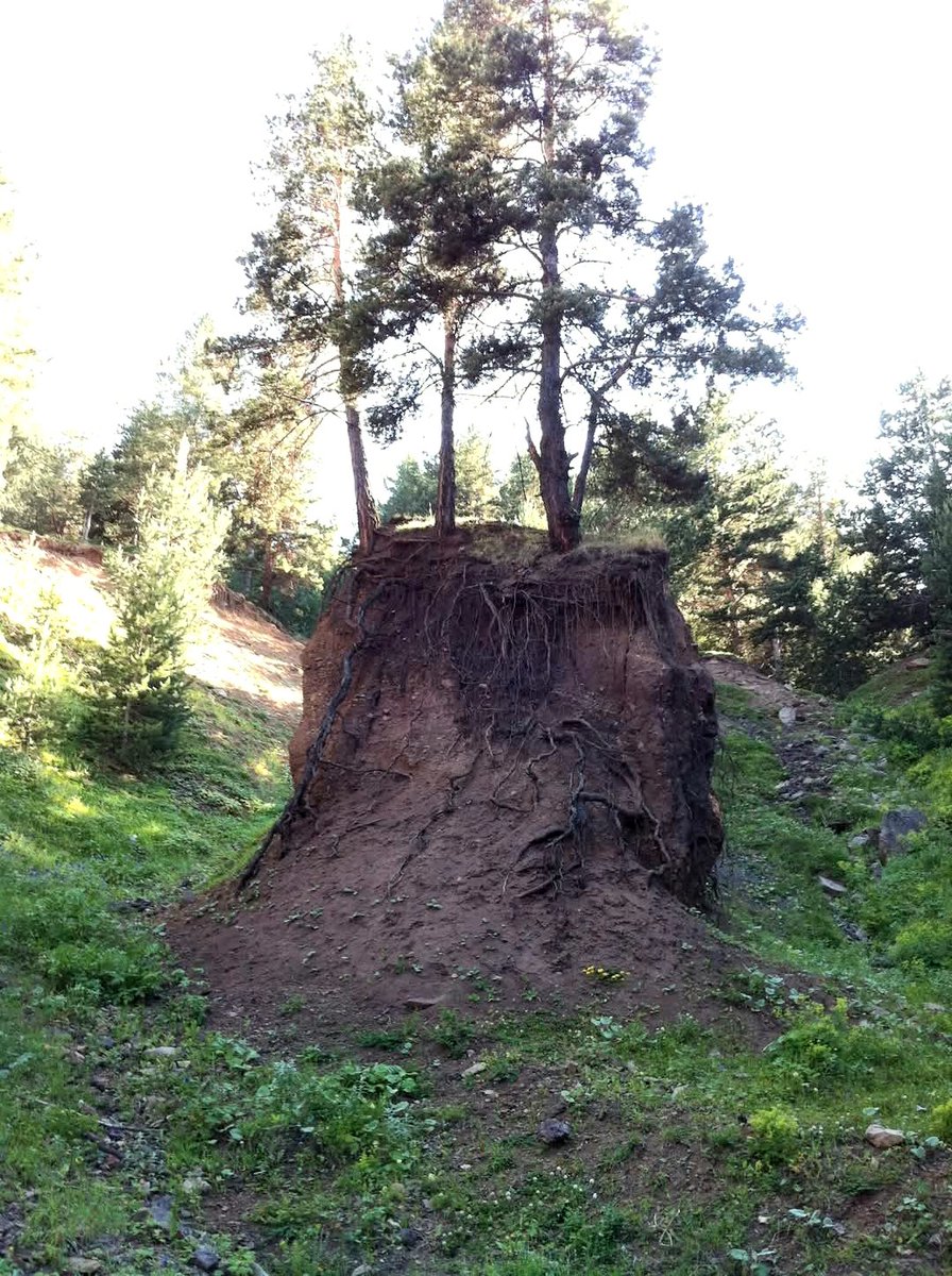 Artvin-Yusufeli Kılıçkaya Sarıçam ormanlarında toprağı erozyondan koruyarak sütün şeklinde kalmasını sağlamış üç kardeş sarıçamlar görselim.