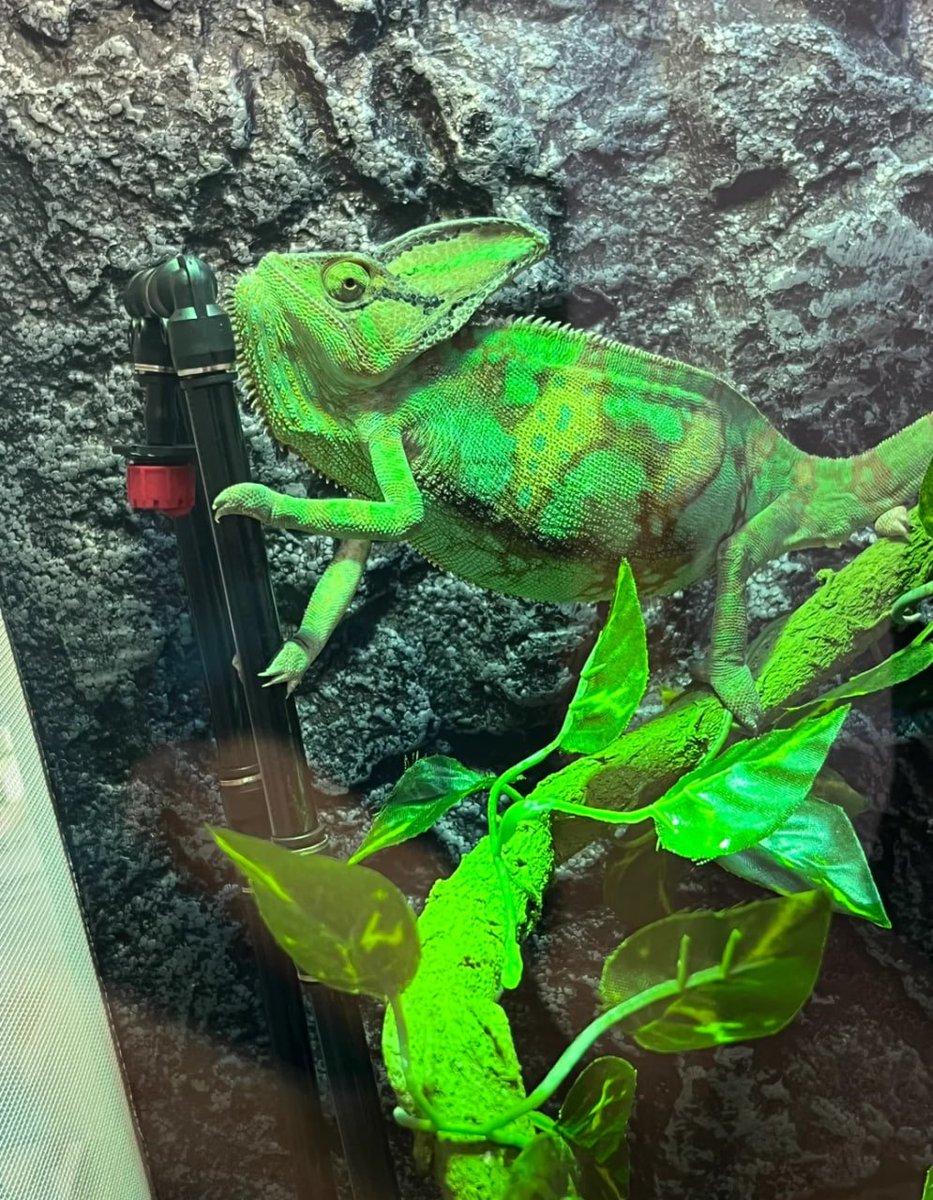 Socialsvb's tweet image. Half camouflage, half conquest—survival is the balance in between.⚖️🦎