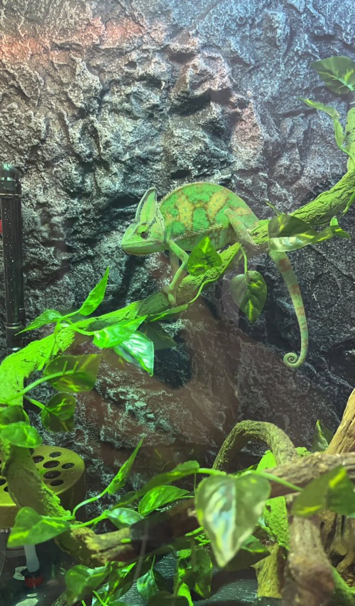 Socialsvb's tweet image. Half camouflage, half conquest—survival is the balance in between.⚖️🦎