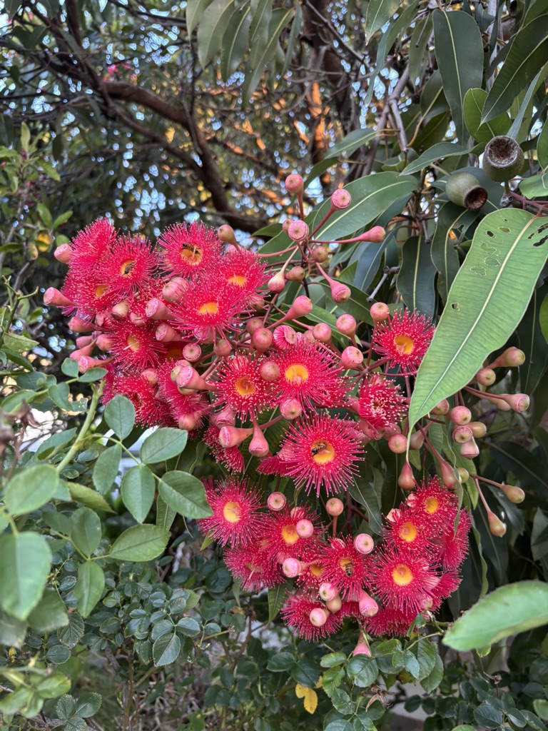 ninakillham's tweet photo. You call that a gum tree? THIS is a gum tree. #savethetrees #savethegumtrees #saveoursanity https://t.co/VUk2N9eefK