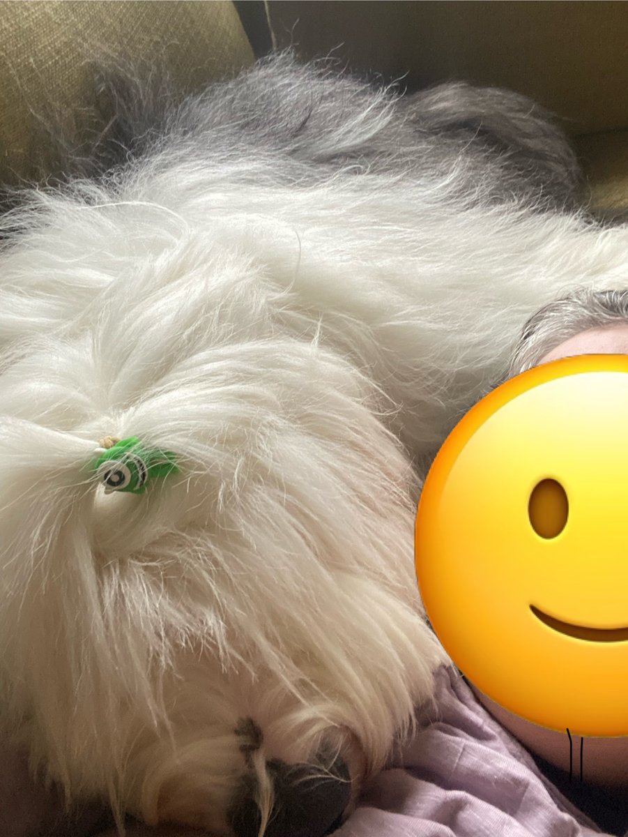 It’s another cold #FuzzyFriday so I am staying home and working on my neck warming skills. I’m sending you an Archie snuggle for a super cozy fri-yay. 
#tgif #oes #FridayVibes #dogsofx #dogsoftwitter