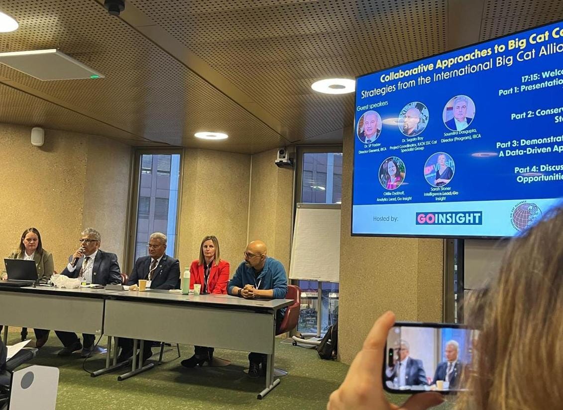 IBCA_official's tweet photo. On 6th February, 2025, IBCA and Go-Insight successfully hosted a side event titled "Collaborative Approaches to Big Cat Conservation: Strategies from IBCA and #CatByte" during the 78th SC meeting of @CITES.  

Speakers from IBCA, Go-Insight, IUCN, and CatByte explored how IBCA's mission aligns with CatByte's transformative tech solutions to monitor, protect, and conserve #BigCats. Key discussions focused on:

🔹Need of an organisation like IBCA to lead global efforts in conserving #BigCats.

🔹Role of technology & need for data-driven solutions in protecting big cats.

🔹Collaboration for effective conservation efforts.

Together, we are taking bold steps to safeguard these iconic species for future generations.

@SPYadavIFS  @SoumitraIfs 

#IBCAForBigCats #CITES78