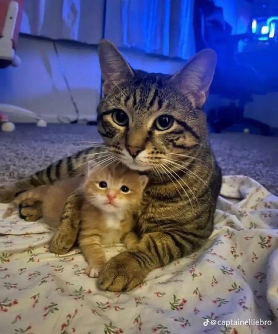 PunchingCat's tweet image. she’s protective of her orange cheeto 🥹