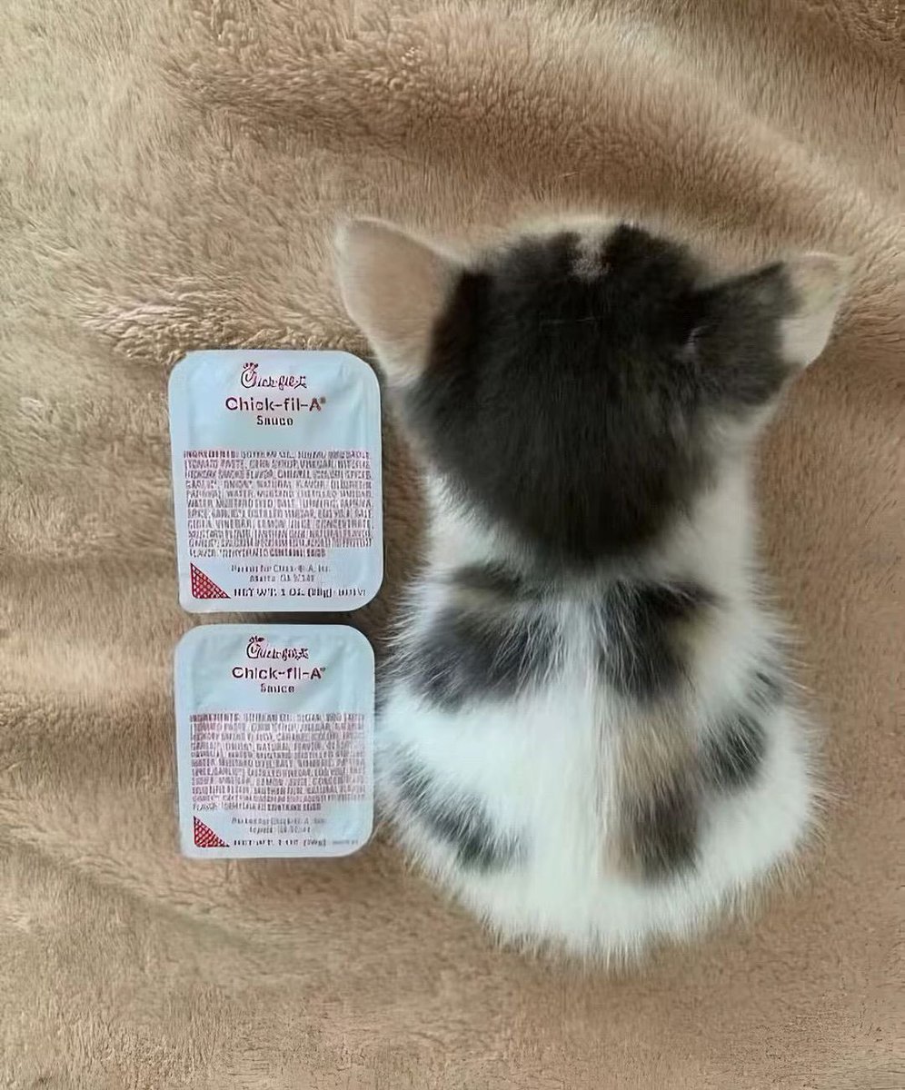 PunchingCat's tweet photo. she grew https://t.co/WgUENfWZ7g