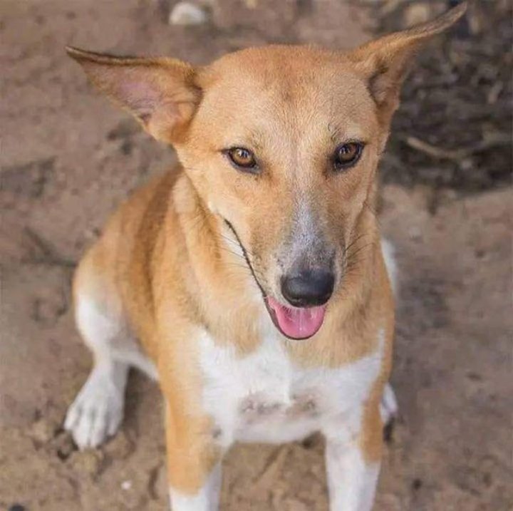 Sei maZimbabweans achifarira kuchengeta this type of dog pamba?🤔