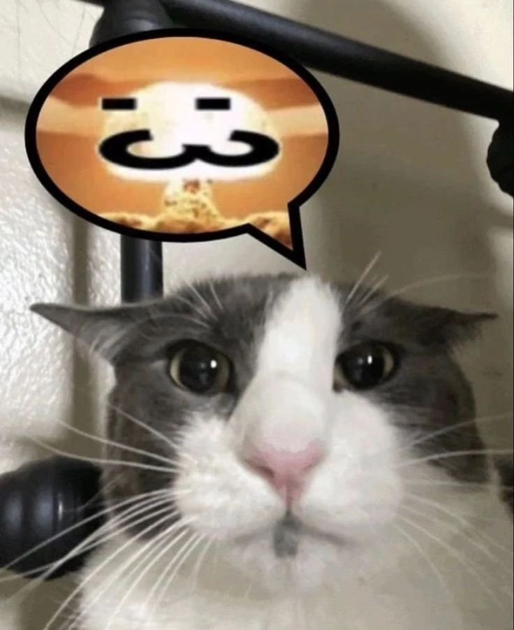 PunchingCat's tweet photo. https://t.co/rg2JM94Ig9
