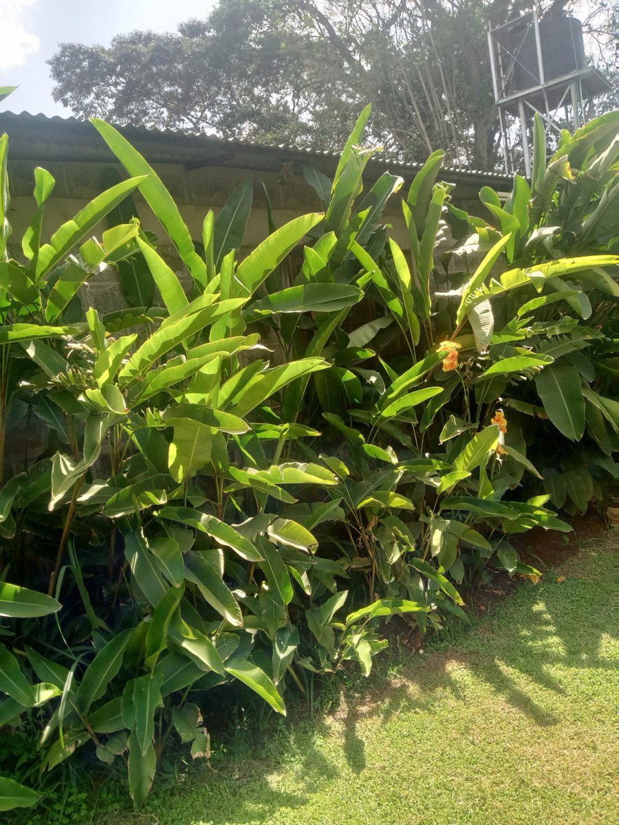 crystalgardensK's tweet photo. Avoid buying plants randomly one at a time. Instead go for masses of the same plant grouped in a space where they will thrive. Go for simplicity and repetition #gardening #landcaping https://t.co/XHn1F1A004