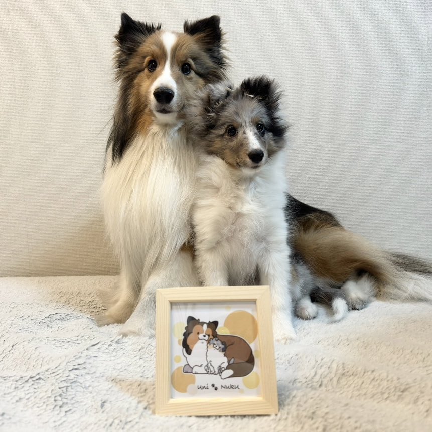 うに&amp;ぬくも描いて頂きました🥰
かわいい&amp;かわいいです❤‍🔥
本当にありがとうございました🥰

イラストと同じように撮ろうとしたら、ぬくが大きくなってて成長を感じた🫢