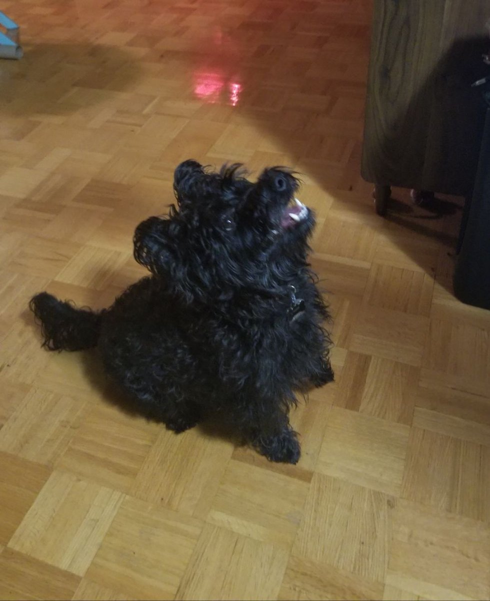 COURTESY POST - Re Home Please meet@Aggie” … this IS NOT a <a href="/thankdogiamout/">Thank Dog I Am Out Dog Rescue Society</a> 
Any and all interest should be directed to Paige by email:
Bpaigeknight@gmail.com

Aggie is a Scottie x Westie cross,  almost 8 yra old, spayed and UTD on all of her shots, she is healthy, and we have