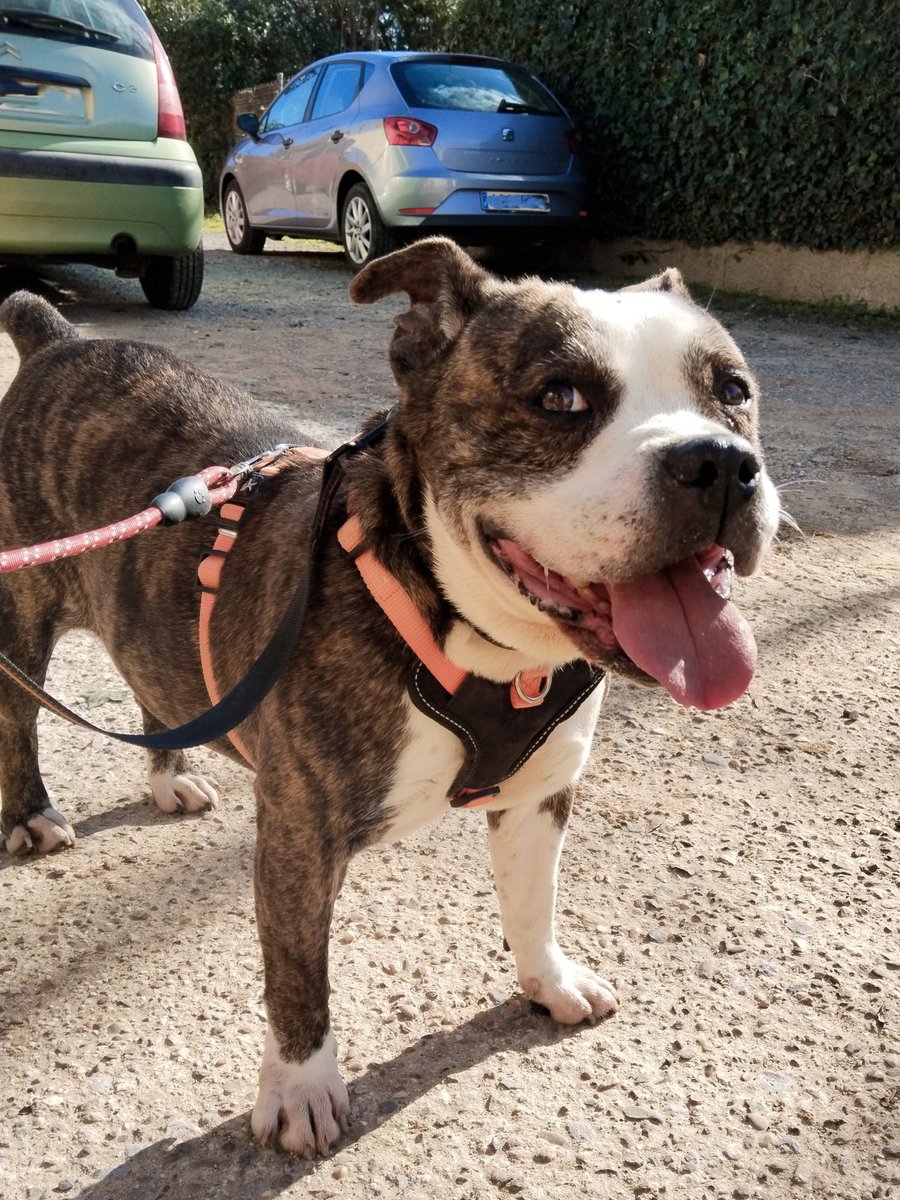 ABRIL sigue buscando familia, es una perrita de 5 años muy sociable y cariñosa, le encanta pasear y conocer nuevos amiguitos peludos. ¿Adoptas?
contacto@megacan.org 
#AdoptaNoCompres