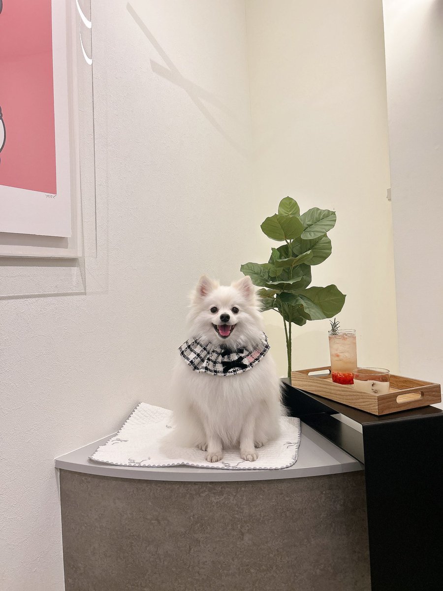 398Oyen's tweet photo. 最近友達とじゃなくて犬とカフェに行くことが増えて、改めて友達いないこと実感させられる🙂 https://t.co/8IZTS6JNqy