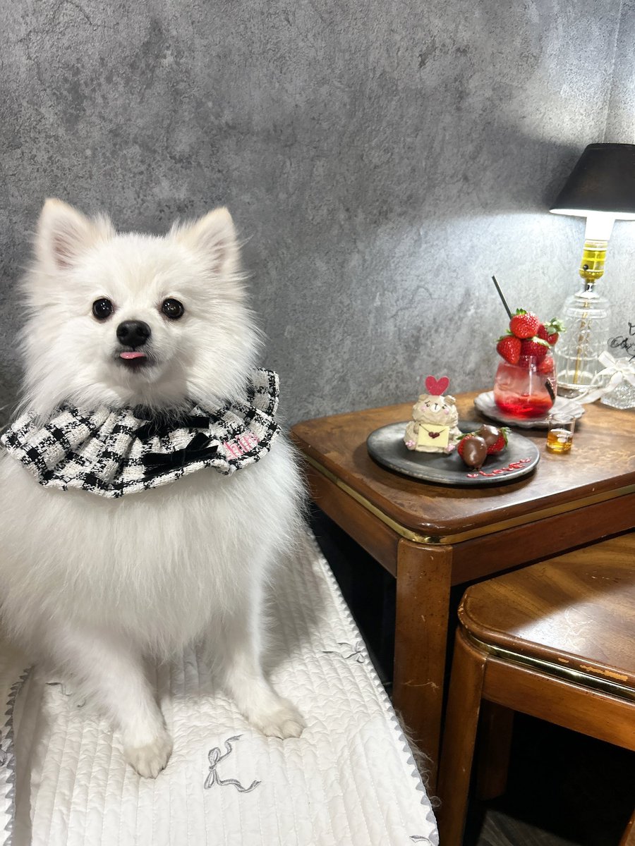 398Oyen's tweet photo. 最近友達とじゃなくて犬とカフェに行くことが増えて、改めて友達いないこと実感させられる🙂 https://t.co/8IZTS6JNqy