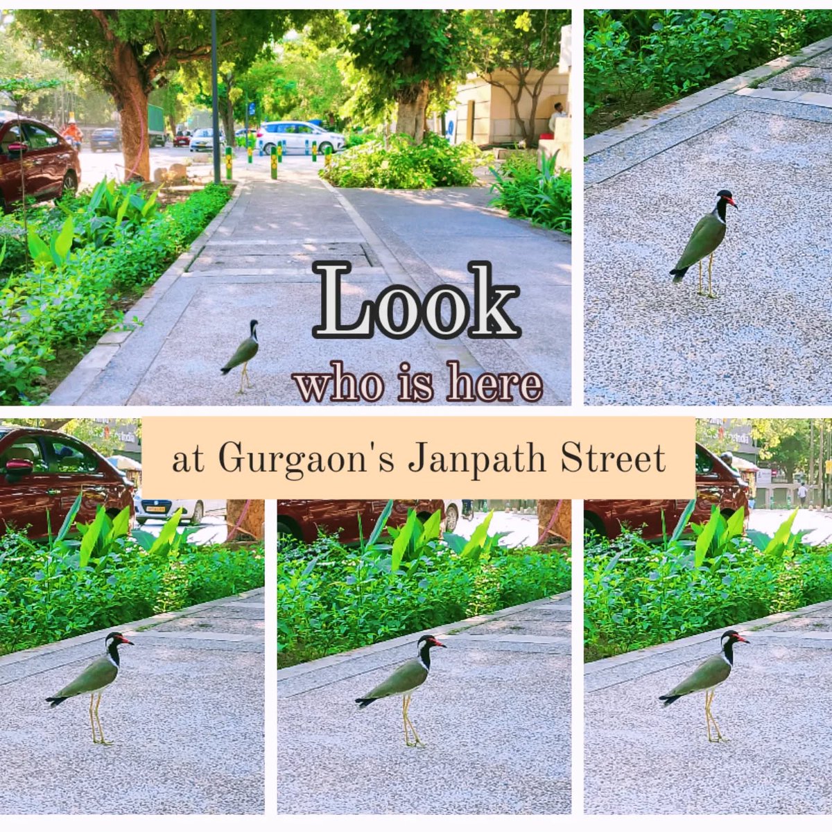 Raahgiri Foundation (@raahgiri_fdn) on Twitter photo EVEN THE BIRDS LOVE THE PEOPLE'S STREET 💚
Janpath, Gurgaon - A place where everyone, big or small, can walk, breathe and enjoy!
#InclusionMatters I <a href="/HTGurgaon/">HT Gurugram</a> I <a href="/TheGurugramNews/">Gurugram News गुरुग्राम न्यूज़</a> I <a href="/Gurgaon/">Gurgaon</a> I <a href="/OfficialGMDA/">GMDA</a> I <a href="/MunCorpGurugram/">MCG</a> I <a href="/UNBiodiversity/">UN Biodiversity</a> EVEN THE BIRDS LOVE THE PEOPLE'S STREET 💚
Janpath, Gurgaon - A place where everyone, big or small, can walk, breathe and enjoy!
#InclusionMatters I <a href="/HTGurgaon/">HT Gurugram</a> I <a href="/TheGurugramNews/">Gurugram News गुरुग्राम न्यूज़</a> I <a href="/Gurgaon/">Gurgaon</a> I <a href="/OfficialGMDA/">GMDA</a> I <a href="/MunCorpGurugram/">MCG</a> I <a href="/UNBiodiversity/">UN Biodiversity</a>