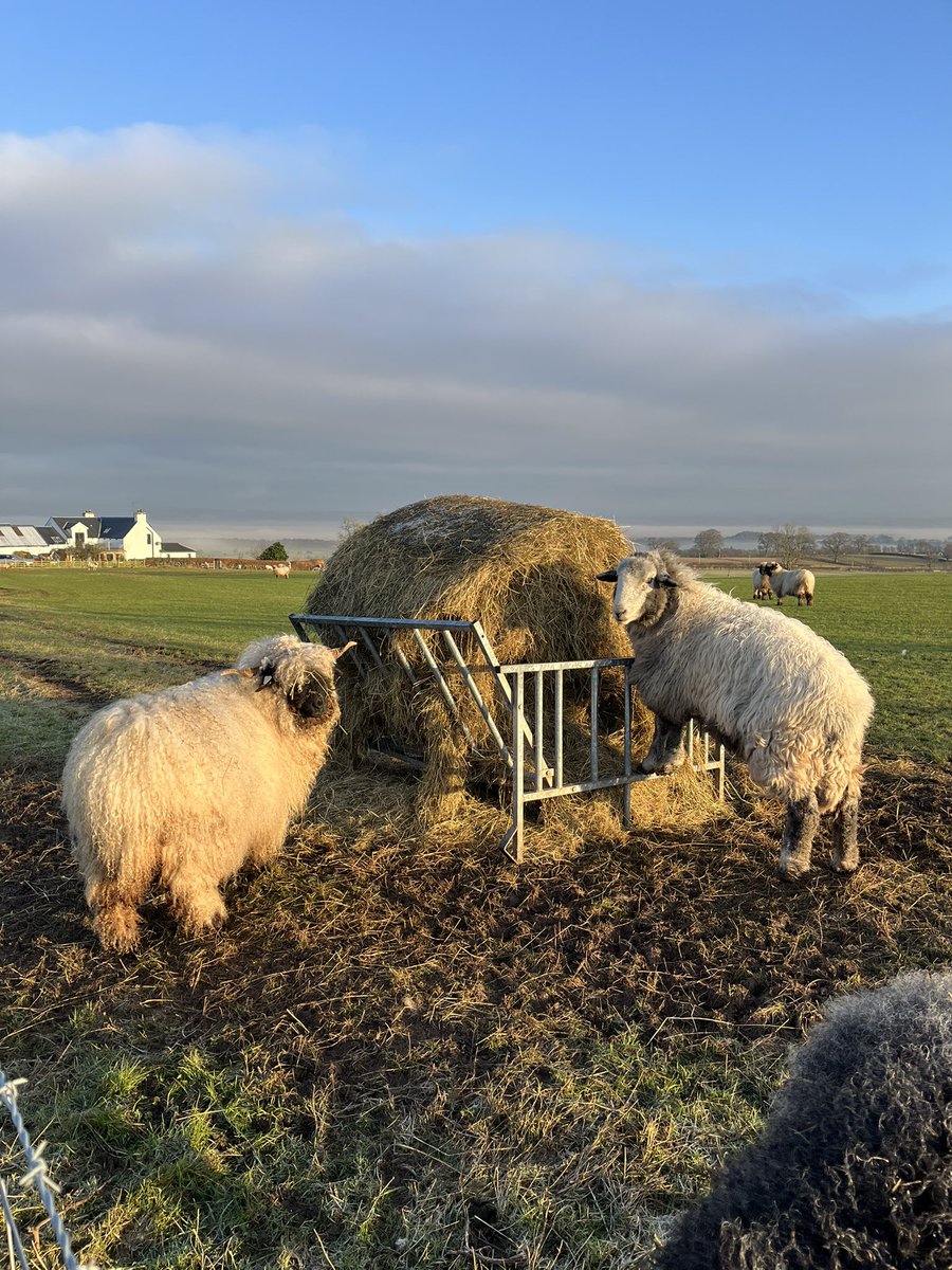Arnbeg's tweet photo. Weather forecast for next weekend
Snow/torrential rain/gale force winds
We’re shearing the floofs 🙄
They are sheared every 6 months because their fleece grows like a weed… keeps them in good health 👌
Stay in barn for a month ❤️
#arnbegfarmstayscotland #shearingtime https://t.co/JGNMMEAu57