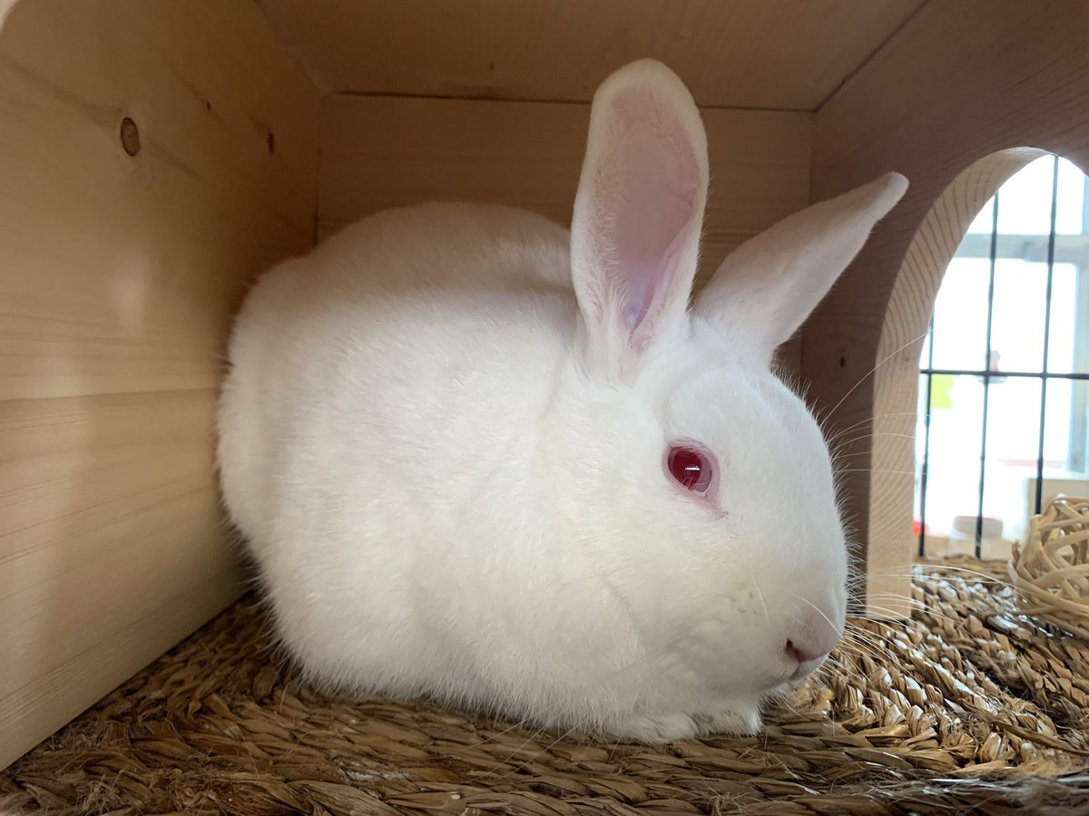 eastvalleybun's tweet photo. My friends at North Central Animal Shelter have Gruyère who is a small boy! He is a complete love! He would be great to bond with another bun. He is very passive &amp; loving. Call 1-888-452-7381 #adopt https://t.co/5WZHzOQSan