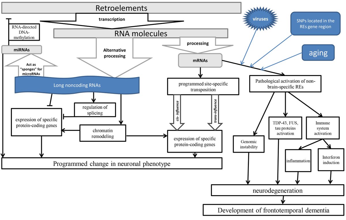 KateLiu08703628's tweet photo. 📢Welcome reading: #Review by Dr. Rustam Nailevich Mustafin, Role of Retroelements in Frontotemporal Dementia Development ➡️https://t.co/wXLKO8LdeS
#FrontiersinBioscience_Scholar #viruses #antiviral #proteins #frontotemporaldementia #microRNA #retroelements #aging https://t.co/lzKsMR4NqP