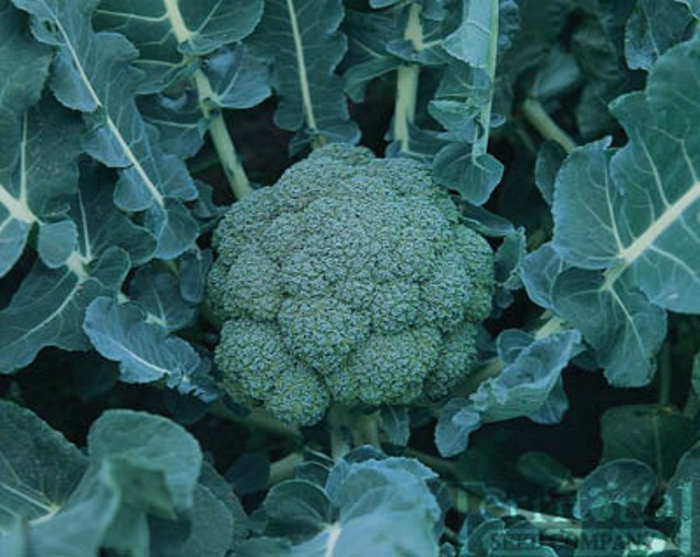 N_SmartFarmer's tweet photo. Different between #Broccol
And #Cauliflower:

🌳Color: Broccoli is green, cauliflower is white

🌳Appearance: Broccoli has a "tree-like" with distinct florets, cauliflower has a compact head of florets.

🌳Taste: Broccoli has peppery taste, cauliflower is milder and sweeter. https://t.co/hlQgw3MGpJ