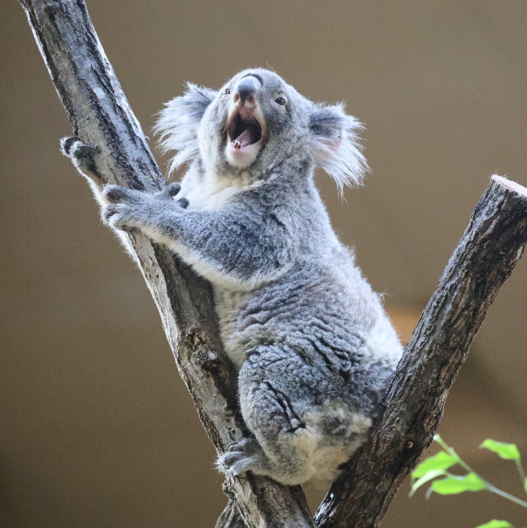 あずちゃん、ちょっとひと休み。 #多摩動物公園 #あずま #azuma #コアラ #koala #tamazoo