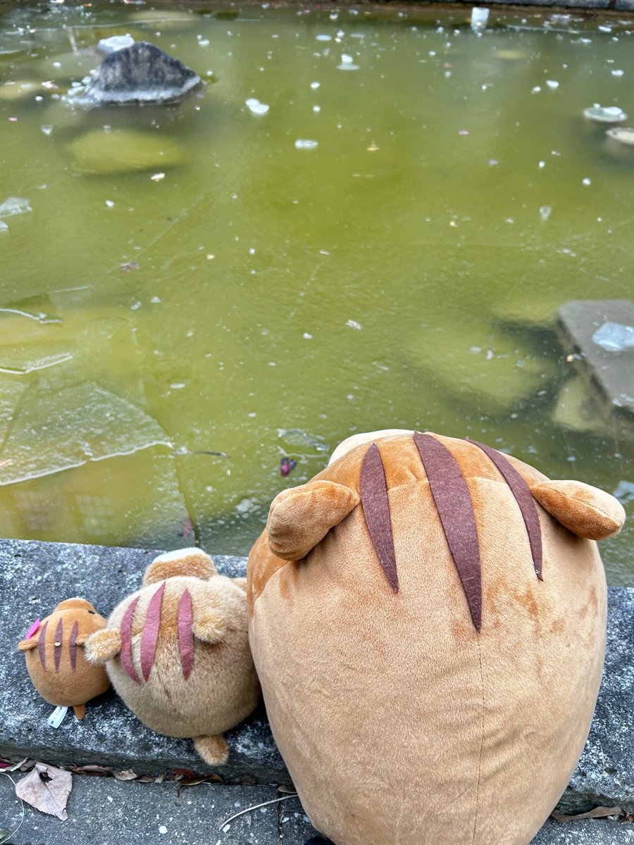 ryosokai's tweet image. 中庭の池に分厚い氷が張っていました❄️
一時的ですが雪もたくさん降っており、うりぼーたちも寒そうです
みなさんも暖かくしてお過ごしください☕️