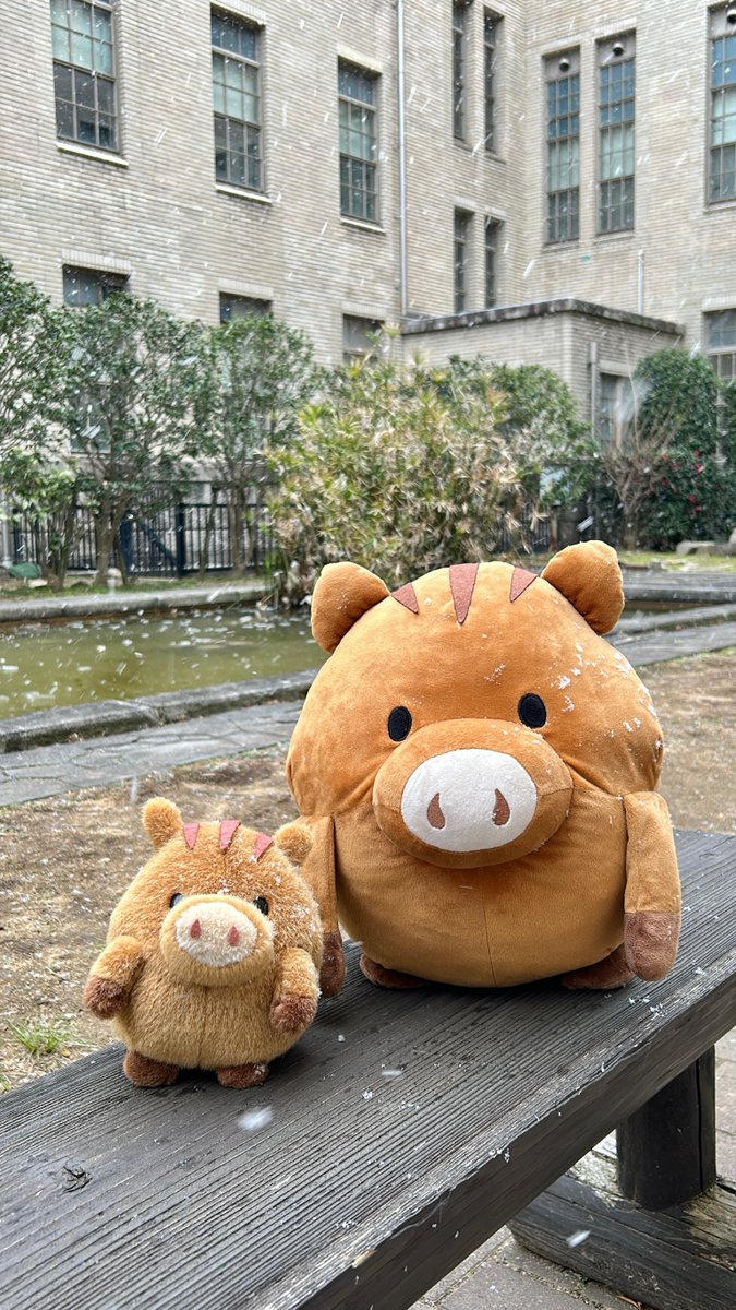 ryosokai's tweet image. 中庭の池に分厚い氷が張っていました❄️
一時的ですが雪もたくさん降っており、うりぼーたちも寒そうです
みなさんも暖かくしてお過ごしください☕️