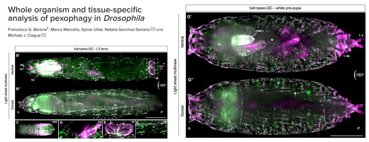 Hao Yin (@haoyin20) on Twitter photo Visualize global & tissue-specific #Pexophagy in #Drosophila 🤠
Pexo-QC
Pexo-Keima
SKL signal for translocation to #Peroxisome matrix
<a href="/BaroneFraG/">Francesco G. Barone, PhD</a> <a href="/Natsansor/">Natalia Sanchez-Soriano</a> #OpenBiology 2025
royalsocietypublishing.org/doi/10.1098/rs…
Read the excellent🧵from 1st auth <a href="/BaroneFraG/">Francesco G. Barone, PhD</a> 👇
x.com/BaroneFraG/sta… Visualize global & tissue-specific #Pexophagy in #Drosophila 🤠
Pexo-QC
Pexo-Keima
SKL signal for translocation to #Peroxisome matrix
<a href="/BaroneFraG/">Francesco G. Barone, PhD</a> <a href="/Natsansor/">Natalia Sanchez-Soriano</a> #OpenBiology 2025
royalsocietypublishing.org/doi/10.1098/rs…
Read the excellent🧵from 1st auth <a href="/BaroneFraG/">Francesco G. Barone, PhD</a> 👇
x.com/BaroneFraG/sta…