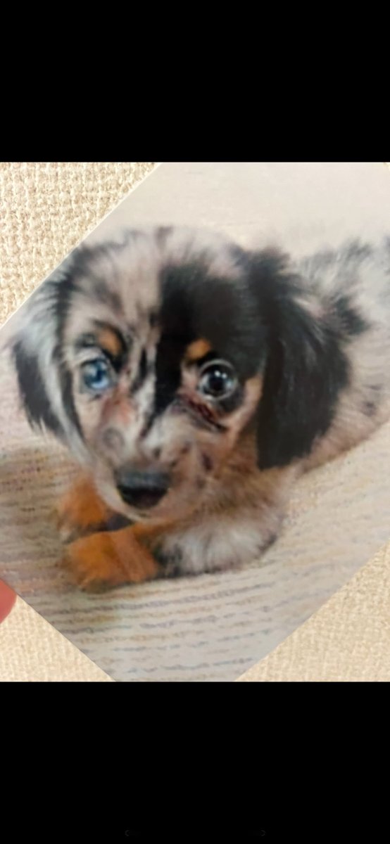 wearemm71's tweet photo. 👶→→👴
小さい頃からほわほわ💭癒し系🐶です https://t.co/cm0Xqx9DgO