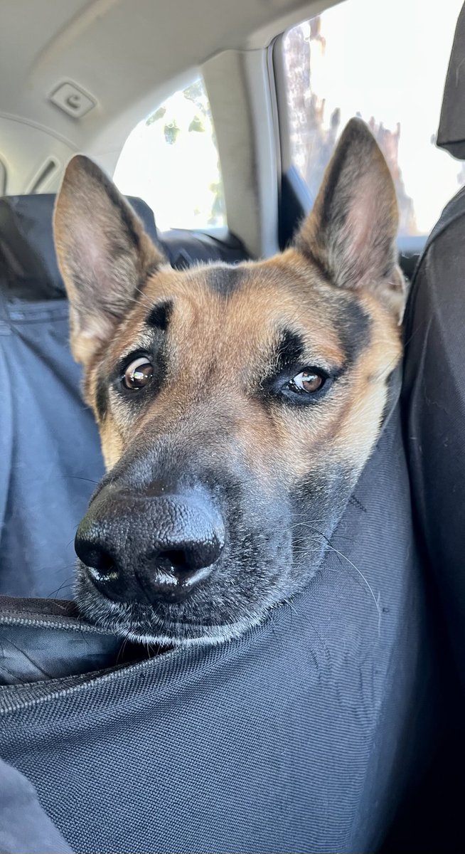 HousewolfOkja's tweet photo. Copilot https://t.co/nP1bBEmoMC
