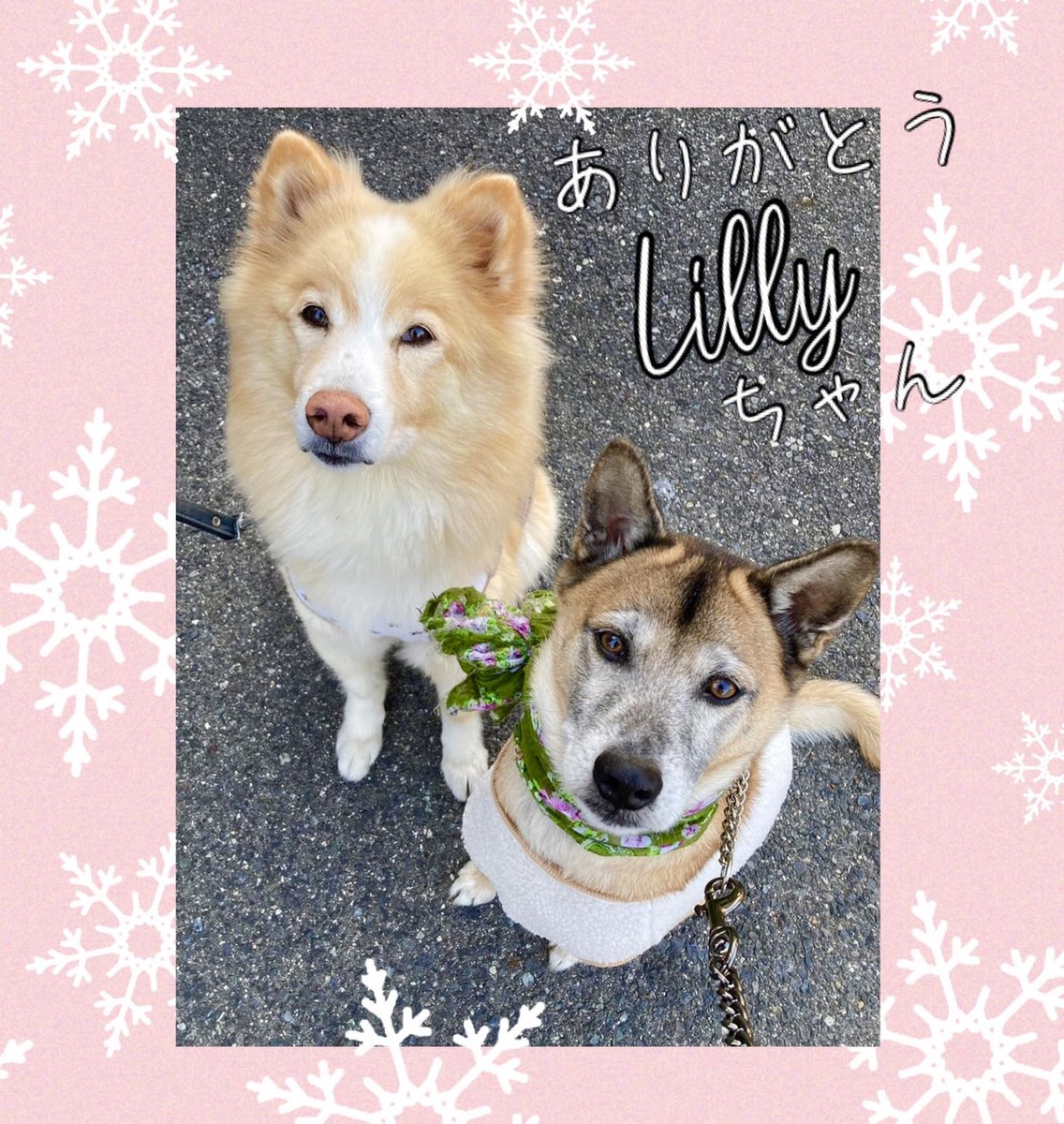Blessing0419's tweet photo. Edワンコの大切なお友達、Lily（リリー）ちゃんのこと、書き綴ります。

https://t.co/bX1IFVKgrA https://t.co/dYppE0Szsa