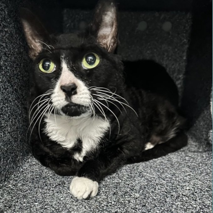 One more time Dr. Oreo is brought to the fore
&amp; really needs to get out of the NYC ACC door!
Adoption #NewYork senior lovers is the best
or pledge for rescue &amp; may they do the rest!
Time is short &amp; the need is great
so please dear people don't hesitate!
VERY URGENT! 🙏