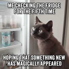 meow2you's tweet photo. Sometimes, the Food Genie hides something tasty behind something not so tasty. Think of it as a scavenger hunt. 😋😹😻😹
#OptimistDay #Cats
@ThePhilosopurr @GeneralCattis @HarryCatPurrs @LuminousNumino1 @TERRYW_UK @PeterRABBIT67 @briano29 @eliznoelle @EringoB02429272 https://t.co/LlQqm718ud