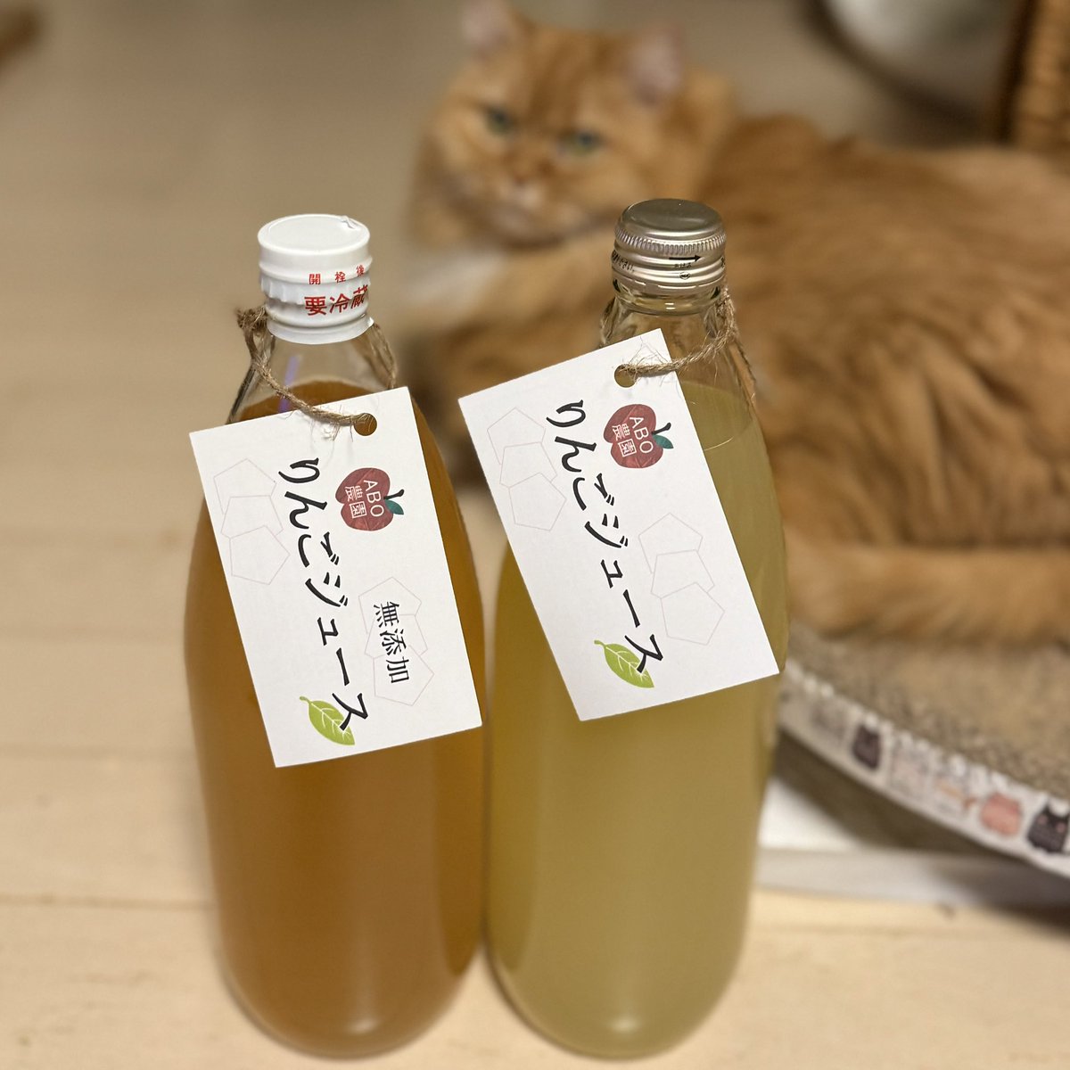 しっしー🐾@動画で地方創生ときどき猫YouTuber (@studio_singa