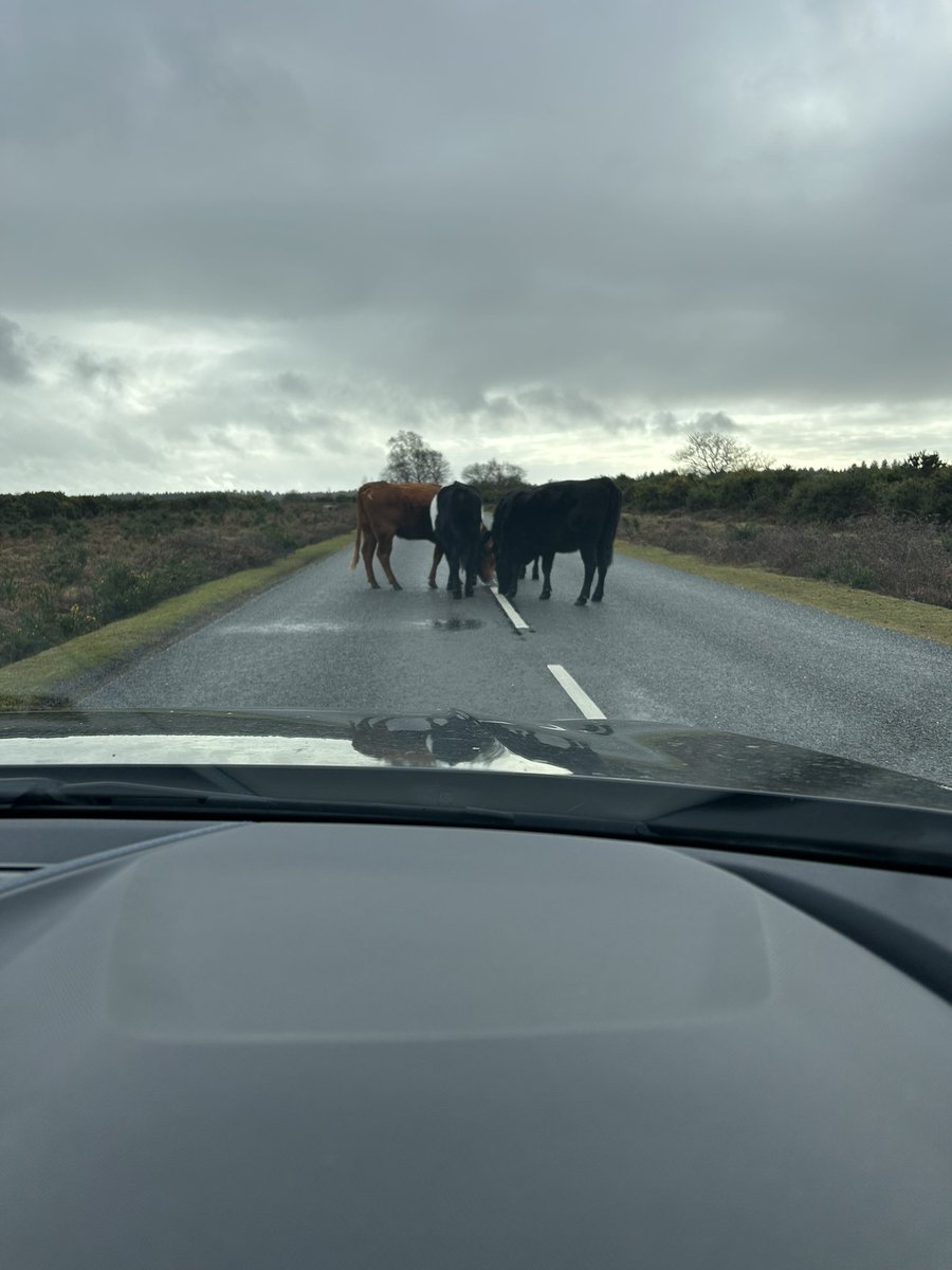 NickKeep_NKA's tweet photo. An early meeting this morning the other side of the forest. Waiting for the locals to finish their “salt” breakfast!!
The joys of living in the “New Forest”
#FridayFeeling #respecttheanimals #DriveSafe @girl_merc what are you having for breakfast today? https://t.co/XDDt9ugePA