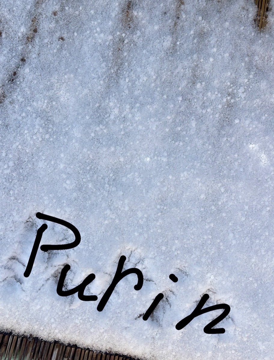 sora7BR's tweet photo. 空の呟き💭💭
Purin🍮！

「最近の思ひ出イロイロ...📸🫧」

もっともっとPurinと素敵な時間と思い出を作っていきたいですねぇ〜！！🤥
（叶えたい夢も沢山あるしね！笑🤭）

前回の投稿で、1月のまとめ日記投稿をしましたが、皆さんの1月の思い出を聞こうかな〜？？（教えて下さい😉🙏🏻）

 #そらつぶ https://t.co/yYwXaBTlOX