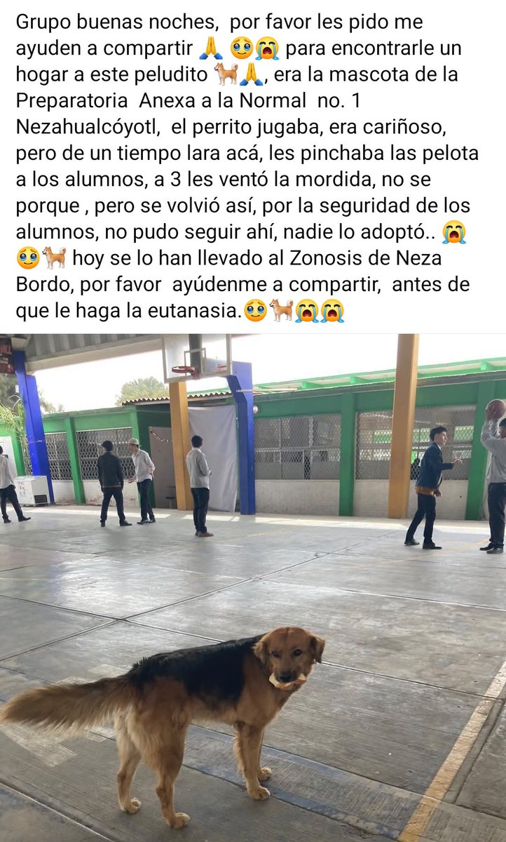 Urge  adoptante antes de que sea cruelmente asesinado. Se deben erradicar los centros de exterminio masivo de <a href="/Edomex/">Gobierno del Estado de México</a>  ¿ No que mucho amor a los animales <a href="/delfinagomeza/">Delfina Gómez A.</a> ?