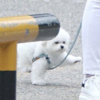 น้องวานหนิ 🐶🐾