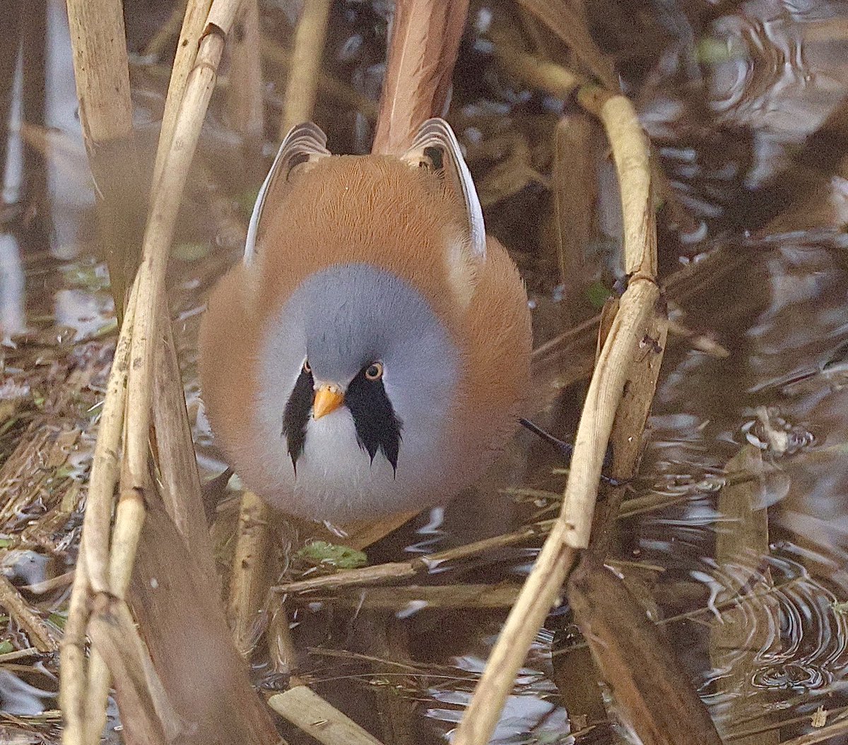 Male Bearded Tit feeding and drinking at ground level, RSPB Ouse Fen yesterday. ⁦<a href="/Natures_Voice/">RSPB</a>⁩