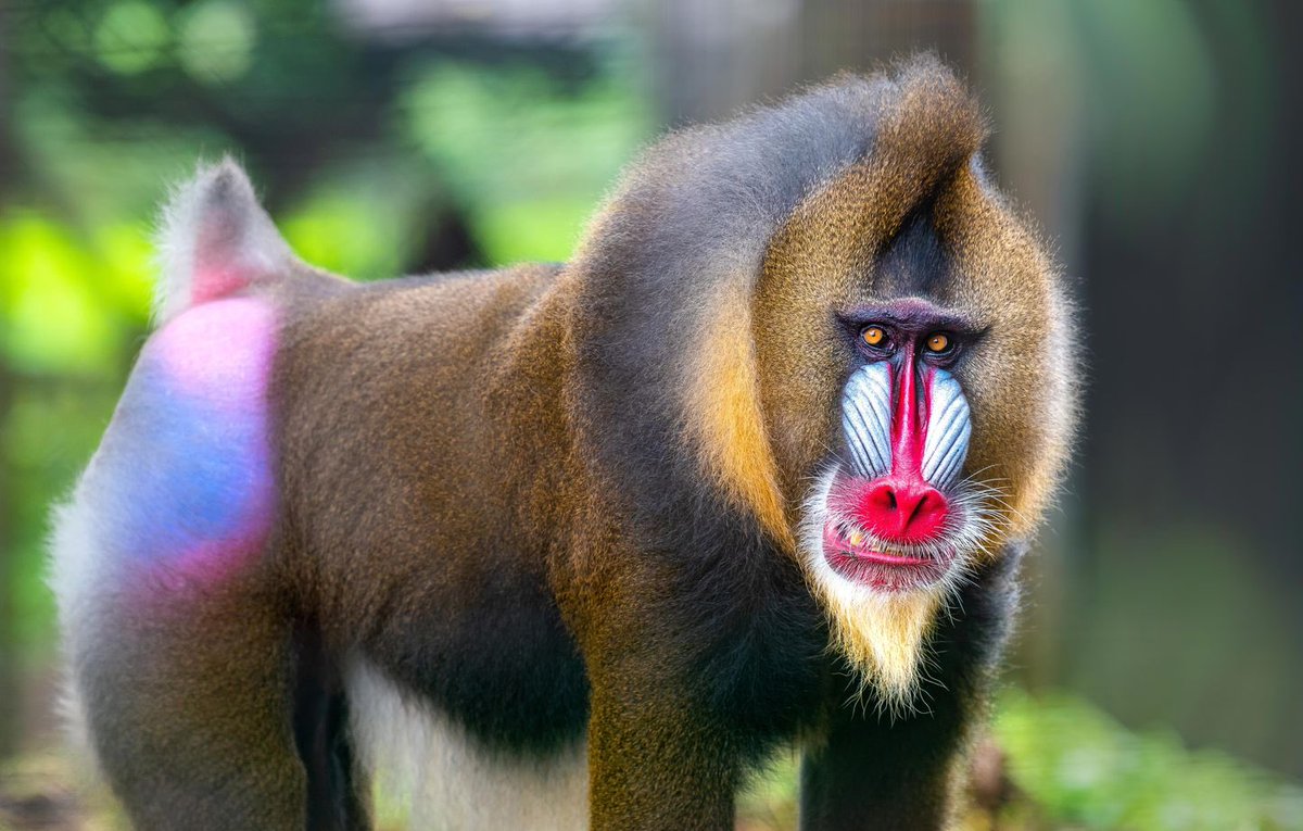 🔴🇨🇲 Je viens d’apprendre une information que j’ignorais. Sur la surface de la terre il reste près de 3000 Mandrill.
D’apres le wildlife century et national geographic, 80% de cette espèce est présente au Cameroun 🇨🇲. 
Le limbe wildlife centre oeuvre à la préservation de cette