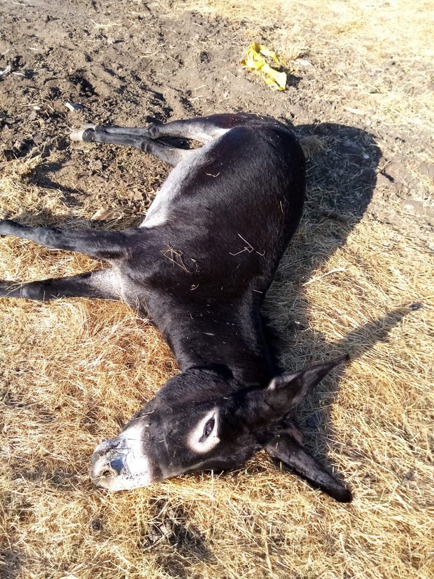 Aylar önce burada, Tunceli’nin bir köyünde işkence edilerek öldürüldükten sonra bir ağaca asılan bir eşeği paylaşmıştım, belki hatırlarsınız… Geçen gün ifadeye çağrıldım; eşeği öldüren kişinin adını açık bir şekilde yazdığım için suç işlemişim. Bugün de uzlastirmaci aradı, eşeğe