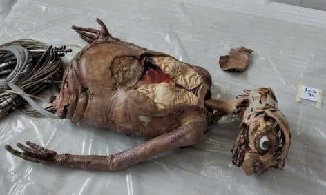 It is with great sadness that I report that one of Spielberg’s biggest stars was found dead in his Hollywood home. He was apparently dead a long time before being found. Warning, the photos are graphic.