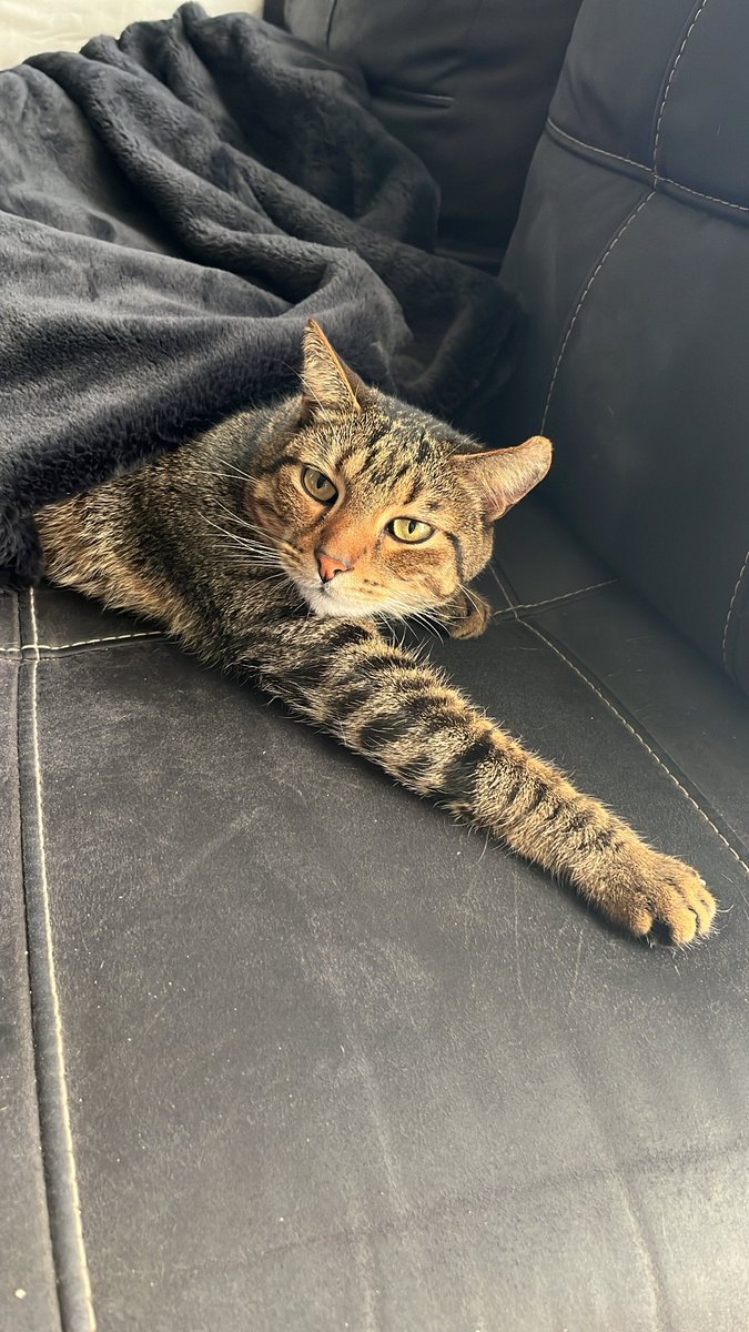 mi gatico rodrigo y yops