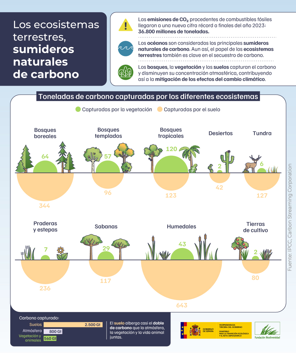 Los sumideros naturales de carbono, como los bosques y suelos, son vitales para mitigar el cambio climático. 

Sin embargo, las emisiones humanas de CO2 están superando su capacidad de absorción.

¡Debemos protegerlos y restaurarlos! 🌱🌍