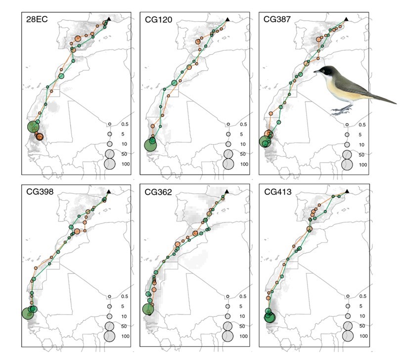 AviEcoMig's tweet image. Crossing the Sahara by small jumps: the complete migration of the Western Orphean Warbler Curruca hortensis doi.org/10.1007/s10336… | @TourduValat @ird_fr @Vogelwarte_scie @PaulDufour80 | #ornithology #birdmigration