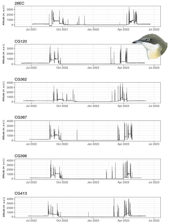 AviEcoMig's tweet image. Crossing the Sahara by small jumps: the complete migration of the Western Orphean Warbler Curruca hortensis doi.org/10.1007/s10336… | @TourduValat @ird_fr @Vogelwarte_scie @PaulDufour80 | #ornithology #birdmigration