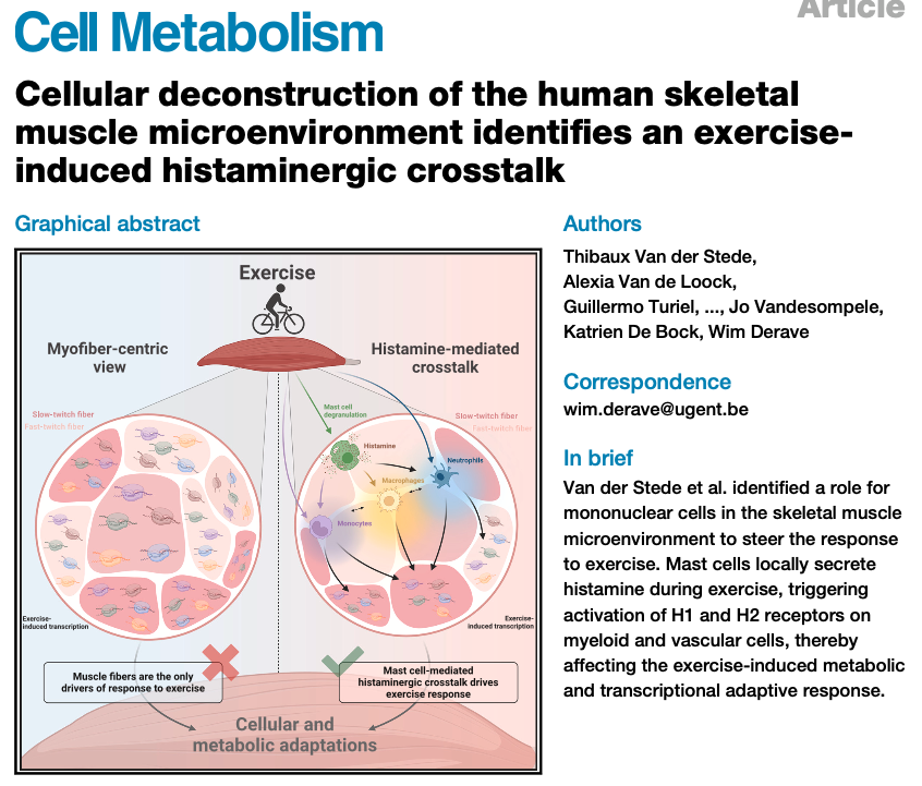 Thibaux Van der Stede (@thibauxv) on Twitter photo Cellular crosstalk in skeletal muscle? A surprising role for mast cells? Histamine as a signal transducer during exercise? This was an amazing ride during my time <a href="/TeamDerave/">TeamDerave</a>, now published in <a href="/Cell_Metabolism/">Cell Metabolism</a> (1/11)
<a href="/ugent_fge/">UGent Geneeskunde & Gezondheidswetenschappen</a>, <a href="/FWOVlaanderen/">FWO</a>
sciencedirect.com/science/articl… Cellular crosstalk in skeletal muscle? A surprising role for mast cells? Histamine as a signal transducer during exercise? This was an amazing ride during my time <a href="/TeamDerave/">TeamDerave</a>, now published in <a href="/Cell_Metabolism/">Cell Metabolism</a> (1/11)
<a href="/ugent_fge/">UGent Geneeskunde & Gezondheidswetenschappen</a>, <a href="/FWOVlaanderen/">FWO</a>
sciencedirect.com/science/articl…