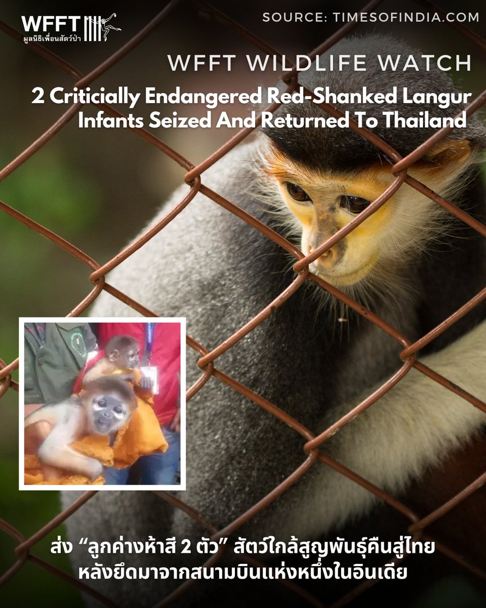 Wildlife Friends Foundation Thailand tweet media