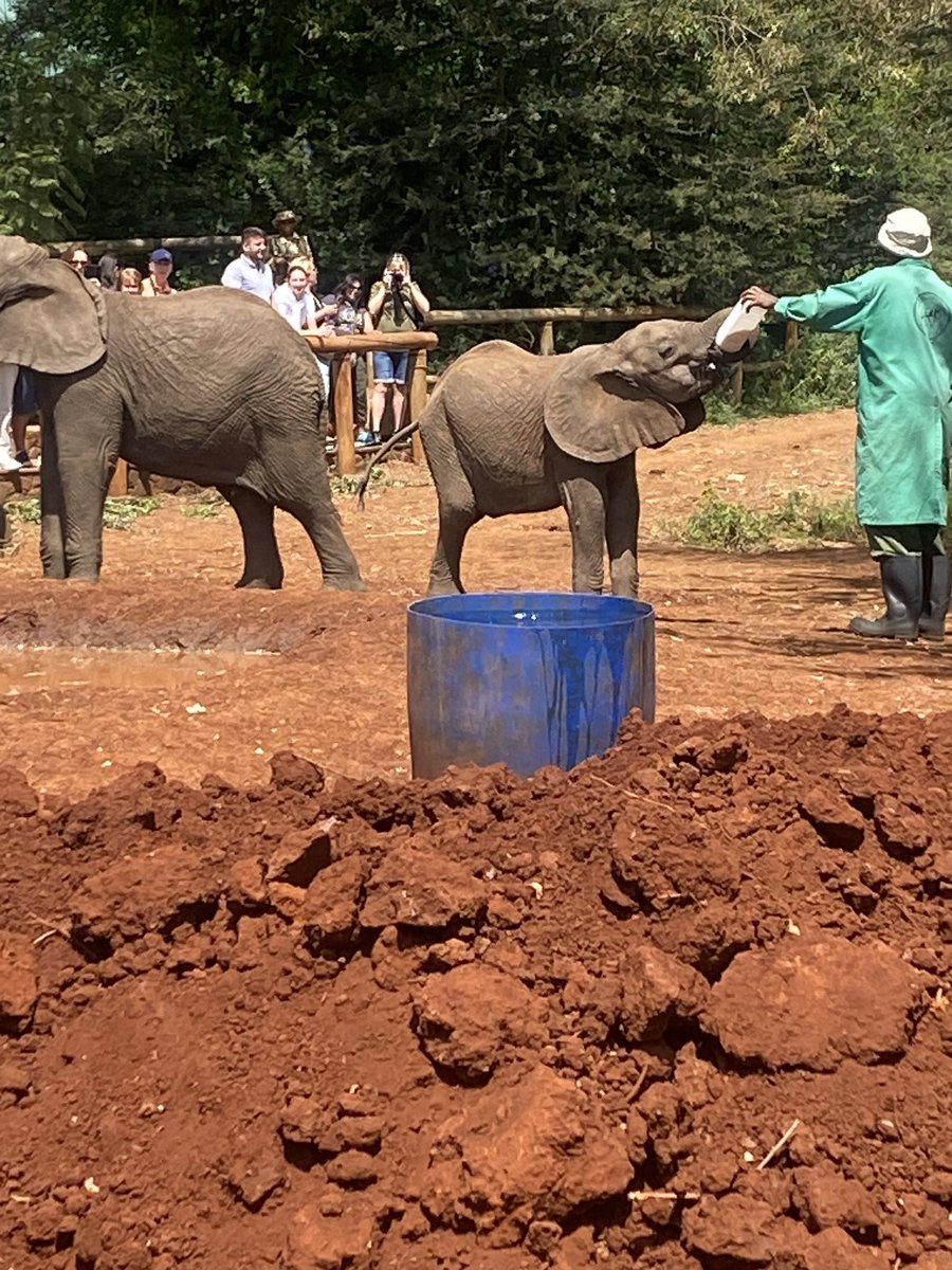 ぞうかわいい。