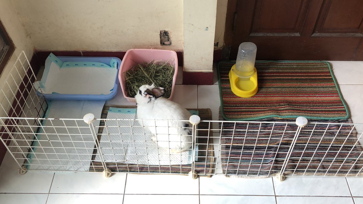ilmarani's tweet photo. @Moonlight100_ @tanyakanrl hi kak, ini ya area makannya dia. tempat hay itu sbnernya toiletnya, tp dulu dia gak mau pake toilet itu jd aku alihfungsikan buat tempat hay. underpad aku ganti tiap hari. kesetnya aku ganti tiap 2 minggu. area kandangnya aku bersihin 2x sehari https://t.co/X3NR1EQuPe