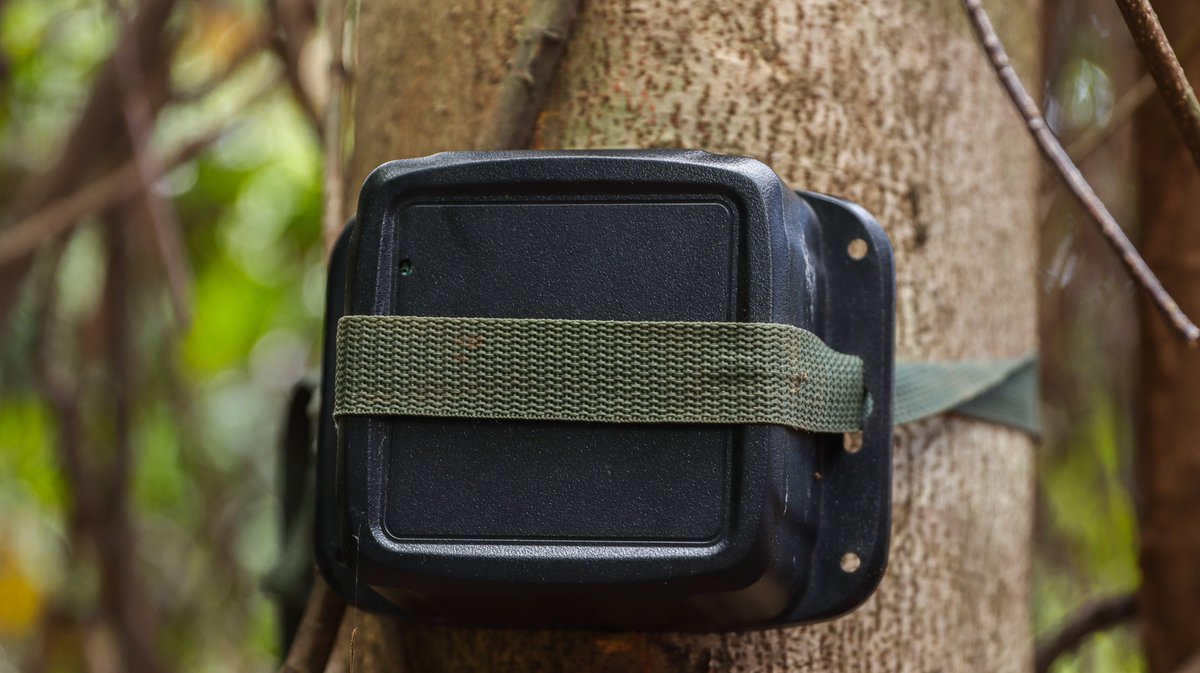 🦻 Did you hear? Thanks to an exciting bioacoustics project at the Jane Goodall Institute's Gombe Stream Research Centre, we’ve identified the incredibly diverse sounds of wildlife in Tanzania's Gombe Stream National Park.

🔊 Bioacoustics monitoring is an innovative scientific